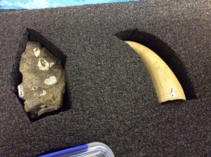 Sperm whale tooth and shell fossils from Antarctica